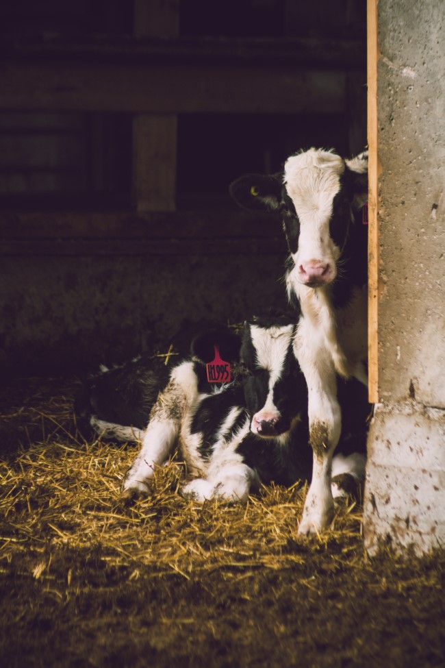 Sicurezza azienda agricola e zootecnica